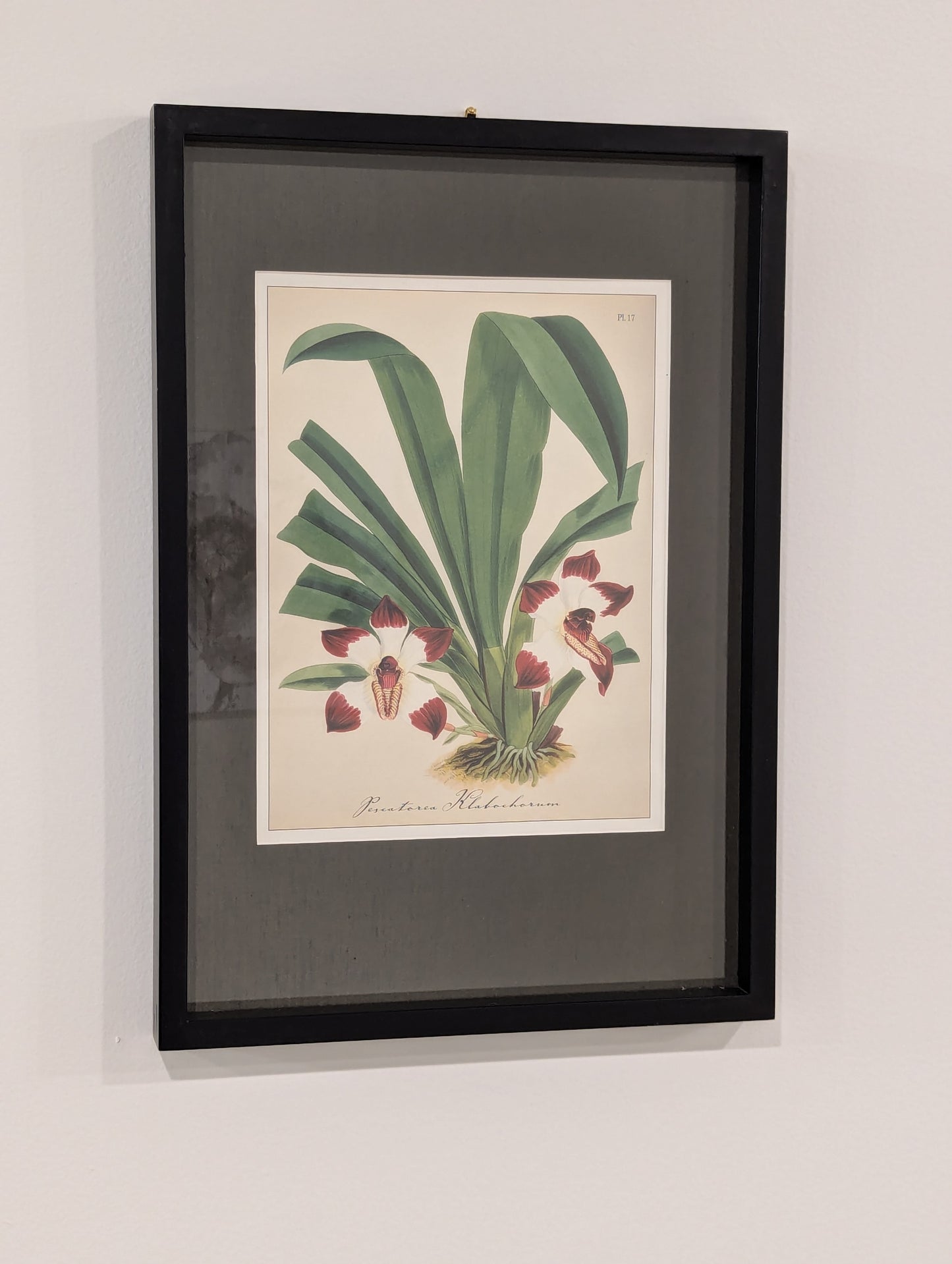 Flower Print ,Pescatoria Klabochorum